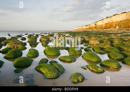 Rote und weiße Klippen auf Hunstanton und Algen bedeckt Felsen bei Sonnenuntergang. Stockfoto