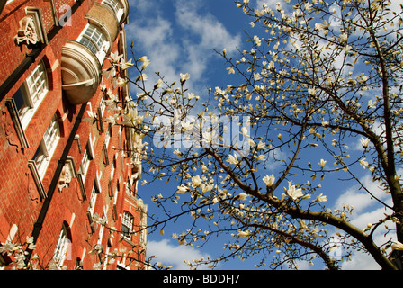 Frühling in London. Alten London Architektur mit rot braunen Steinen und einem blühenden Baum vor einem tiefblauen Himmel gezeigt Stockfoto