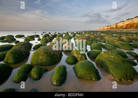 Rote und weiße Klippen auf Hunstanton und Algen bedeckt Felsen bei Sonnenuntergang. Stockfoto