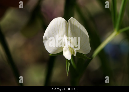 Erbse-Blume weiß Platterbsen (Lathyrus Sativus Var Albus) Stockfoto