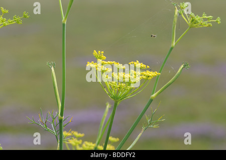 Wildem Fenchel (Foeniculum Vulgare) Stockfoto