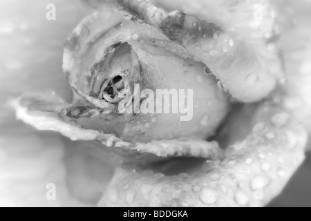 Nahaufnahme von Helen Naude Rose nach dem Regen fallen. Erbstück Gardens, St. Paul, Oregon. Stockfoto