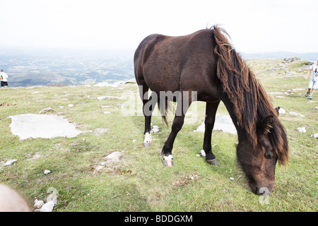 Verwilderte Pottok Pony in La Rhune Berg- und Beobachtung Punkt, Baskenland, Frankreich Stockfoto