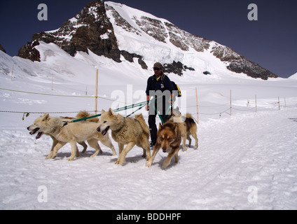 Grönland Schlittenhunde, Jungfraujoch, Berner Oberland, Schweiz Stockfoto