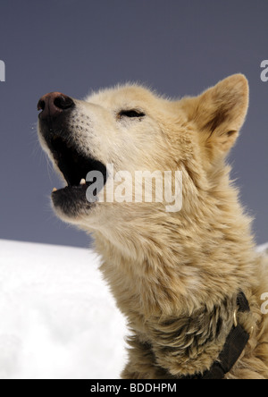 Grönland Schlittenhunde, Jungfraujoch, Berner Oberland, Schweiz Stockfoto