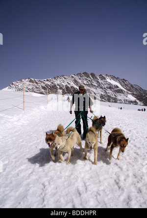 Grönland Schlittenhunde, Jungfraujoch, Berner Oberland, Schweiz Stockfoto