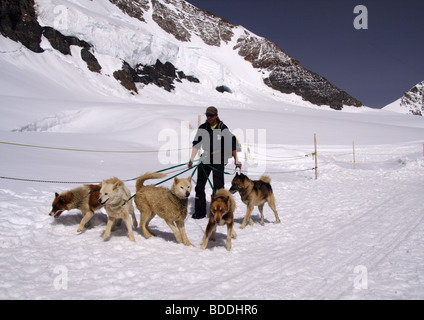 Grönland Schlittenhunde, Jungfraujoch, Berner Oberland, Schweiz Stockfoto