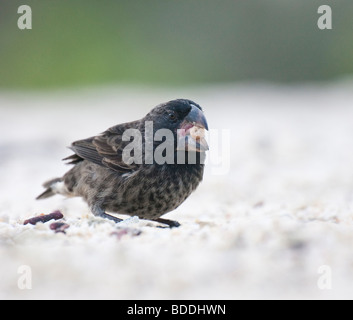 Ein großer Boden Fink, eines 'Darwins Finken,' trägt einen Samen in seinem Mund auf der Insel Strand Genovesa (Turm). Stockfoto