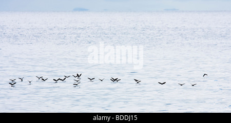 Galapagos-Sturmtaucher Tanz auf der Oberfläche des Wassers vor der Küste von Bartolome (Bartholomäus) Insel. Stockfoto