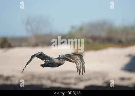 Ein brauner Pelikan fliegt vorbei an der Küste von Santa Cruz (Indefatigable) entlang Black Turtle Cove. Stockfoto