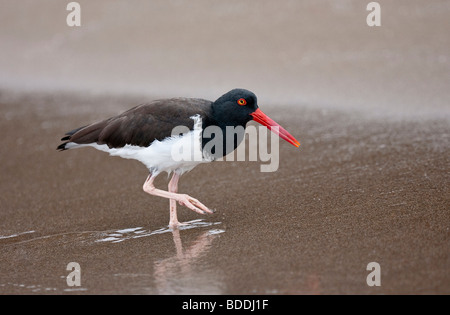 Ein amerikanischer Austernfischer Spaziergänge entlang der Ufer von Bartolome (Bartholomäus) Insel, in der Nähe von Pinnacle Rock, auf der Suche nach Nahrung. Stockfoto