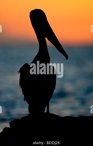 Ein brauner Pelikan ist gegen den orangefarbenen Himmel bei Sonnenuntergang am Black Turtle Cove von Santa Cruz Insel der Galapagos Inseln Silhouette. Stockfoto