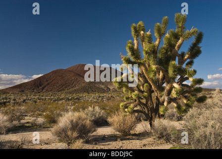 Joshua Tree in Cinder Cone Lava Betten Bereich gesehen von Aikens Mine Road in Mojave National Preserve, Kalifornien, USA Stockfoto