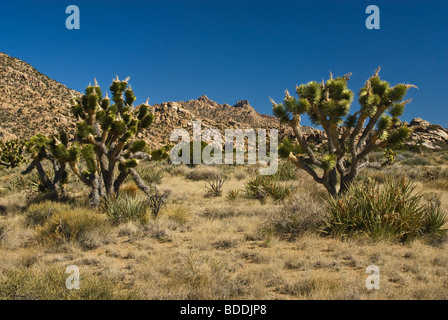 Joshua Bäume in New York Bergen am Mojave National Preserve, Kalifornien, USA Stockfoto