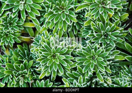 Saxifraga crustata. Crusted-leaved Steinbrech Pflanze Stockfoto