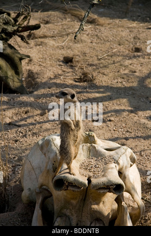 Erdmännchen im Londoner Zoo zu wachen Stockfoto