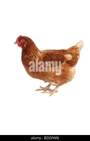 Ein Huhn auf weißem Hintergrund fotografiert Stockfoto