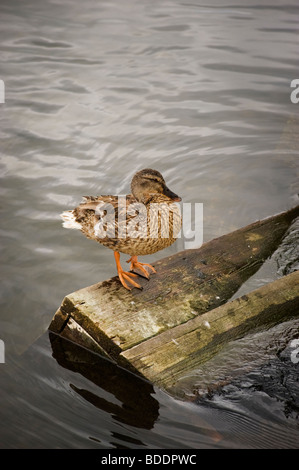 Weibliche Stockente thront auf Holz auf der Themse am Hambleden Wehr, Buckinghamshire Stockfoto