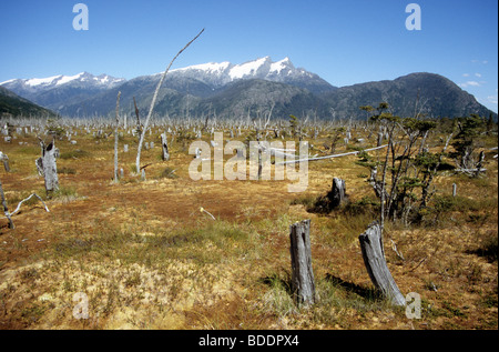 Sumpfige Landschaft entlang der Caretera Austral, unter den Anden des südlichen Chile, in der Nähe von Puerto Yungay. Stockfoto