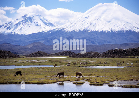 Alpakas und Lamas auf den Hochebenen der Lauca Nationalpark in Chile. Stockfoto