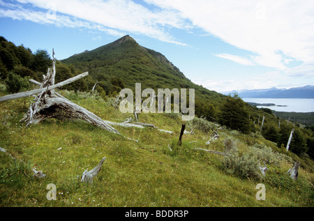 Die geschützten Nordhang des Dientes Massivs auf Navarino Insel im südlichen Chile. Stockfoto