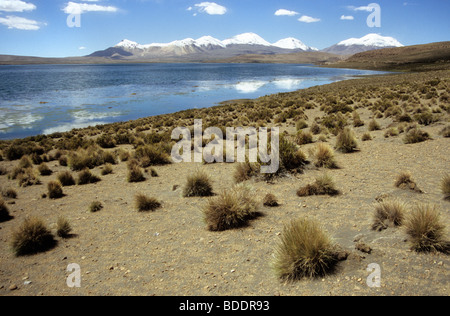 Lago Chungara. Nationalpark Lauca, Chile. Stockfoto