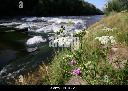 Der Isar fließt durch München Stockfoto