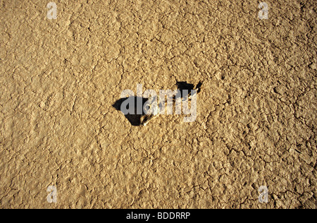 Der Schädel und Wirbel von einem Toten Guanako auf einer trockenen Schlamm-Wohnung in Provinz Chubut, Patagonien, Argentinien. Stockfoto
