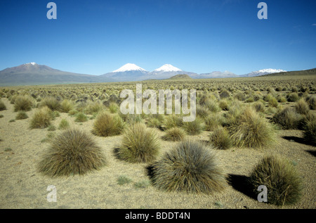 Vulkane der chilenischen Nationalpark Lauca gesehen aus der Wüste Hochebene über die Grenze in Bolivien. Stockfoto