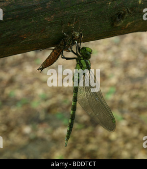 Libelle aus Metamorphose. Stockfoto