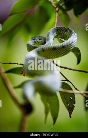 Eine grüne Schlange versteckt auf einem Ast im Bako Nationalpark, Borneo, Malaysia. Stockfoto