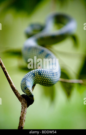 Eine grüne Schlange versteckt auf einem Ast im Bako Nationalpark, Borneo, Malaysia. Stockfoto