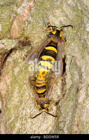 Motte, Hornet Clearwing, (Sesia Apiformis) Paarung auf Pappel Stamm nach dem Aufgang, Norfolk, Großbritannien, Juli Stockfoto