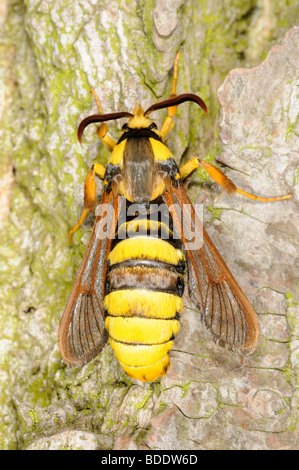 Motte, Hornet Clearwing, (Sesia Apiformis) männlich kroch Pappel Stamm nach dem Aufgang, Norfolk, Großbritannien, Juli Stockfoto