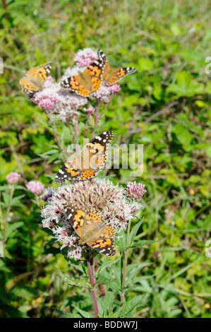 Distelfalter Schmetterling Fütterung auf Hanf agrimony Stockfoto