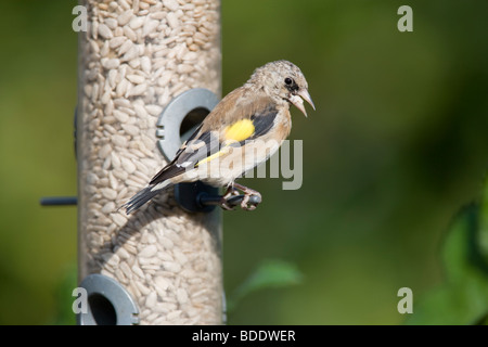 Stieglitz Zuchtjahr Caduelis (Fringillidae) Juvenile gehockt Feeder Essen Sunflower Seeds Stockfoto