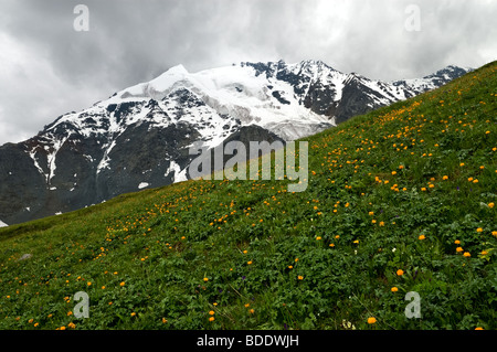 Almwiese mit Trollblume Altaicus an einem regnerischen Tag im Altai (Russland) Stockfoto