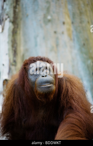 Halbwilden Orang Utan in Semenggoh Rehabilitationszentrum, Sarawak, Borneo, Malaysia. Stockfoto