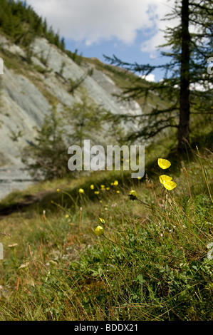 Gelbe Alpine Mohn (Papaver Alpinum) im Tal des Yarlu River. Altai, Russland. Stockfoto