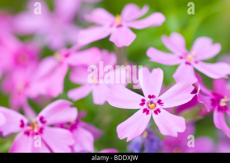 Phlox subulata Stockfoto