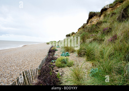 Die Klippen von Dunwich Heath, Suffolk, England - die Erosion durch das Meer unterliegen. Stockfoto