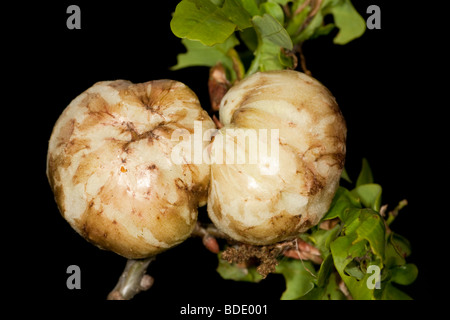 Oak Apple Gall Biorhiza pallida Stockfoto