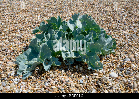 Meerkohl (Crambe Maritima). Wachsen auf den Kiesstrand in Aldeburgh, Suffolk, England. Stockfoto
