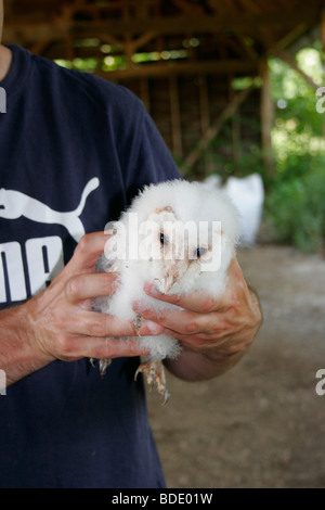 Eine junge Schleiereule Tyto Alba Küken wird umringt von einem professionellen Ornithologen unter Lizenz. Stockfoto