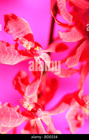 erstaunliche Azima Mokara Orchidee - Fine Art Fotografie Jane Ann Butler Fotografie JABP562 Stockfoto