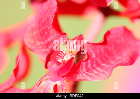 erstaunliche Azima Mokara Orchidee - Fine Art Fotografie Jane Ann Butler Fotografie JABP568 Stockfoto