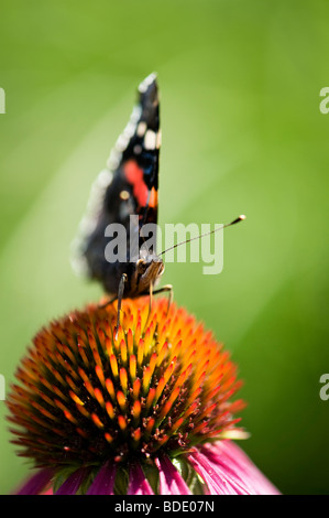 Vanessa Atalanta. Red Admiral Schmetterling Fütterung auf eine Echinacea Purpurea Sonnenhut