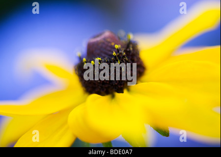 Rudbeckia Fulgida Goldsturm Blume vor blauem Hintergrund in einem Garten Stockfoto