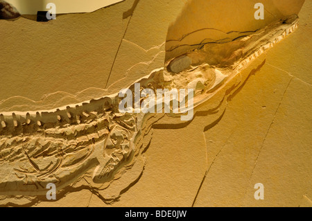 Geosaurus Gracilis war einen frühen Vorläufer des Krokodils, das versteinerte Exemplar ist in Wyoming Dinosaur Center, USA Stockfoto