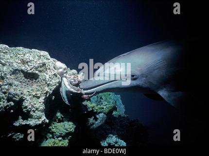 Der Große Tümmler (Tursiops Truncatus) mit Reef Octopus (Cyanea SP.) auf sandigem Boden zu spielen. Stockfoto